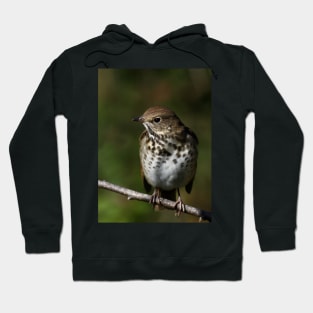 Hermit Thrush Hoodie